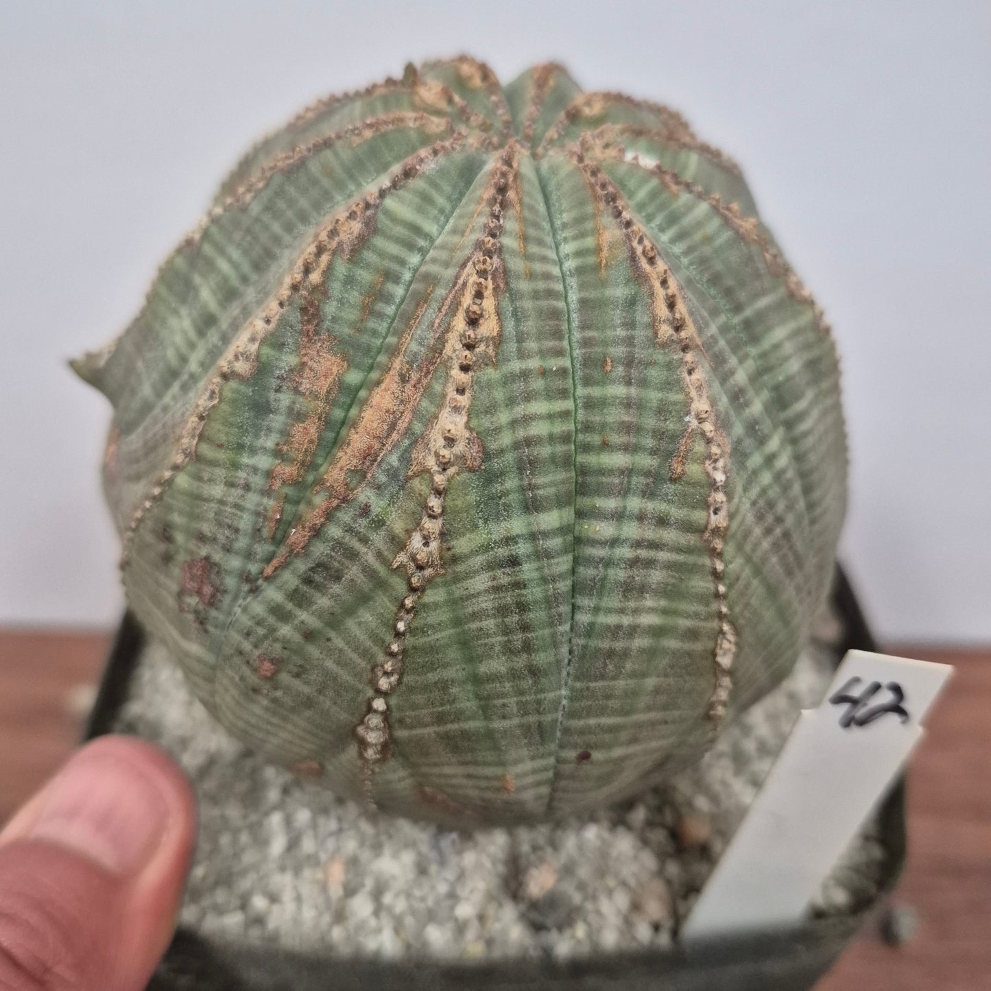 Euphorbia obesa (#42) Live Succulent in 5 Inch - Exact Plant