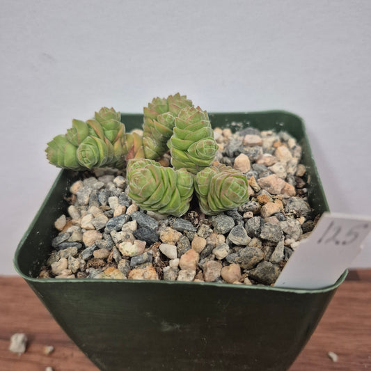 Crassula columella (#125) Live Succulent in 4 Inch - Exact Plant