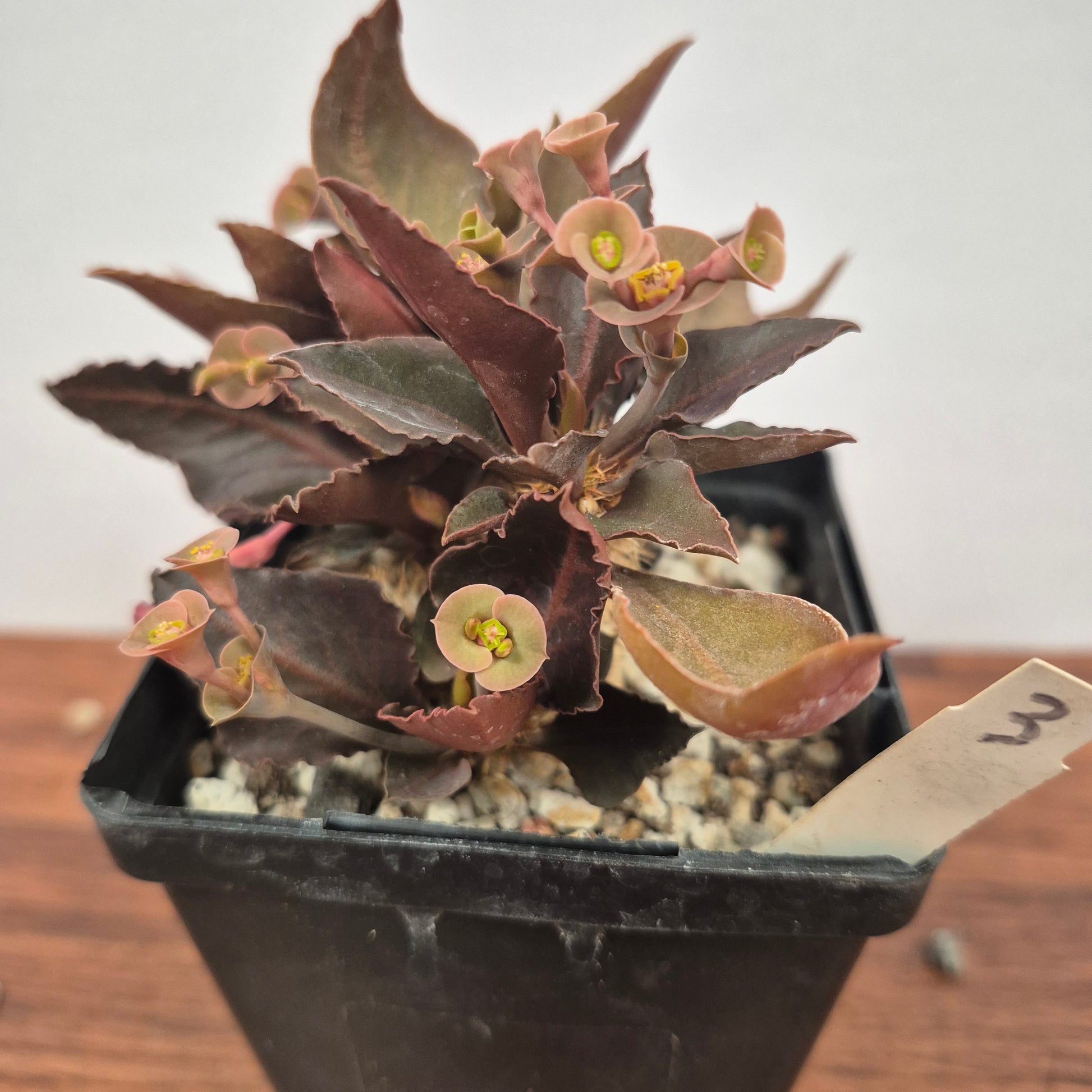 3.5 succulents Euphorbia francoisii (#3) Live Succulent in 5 Inch