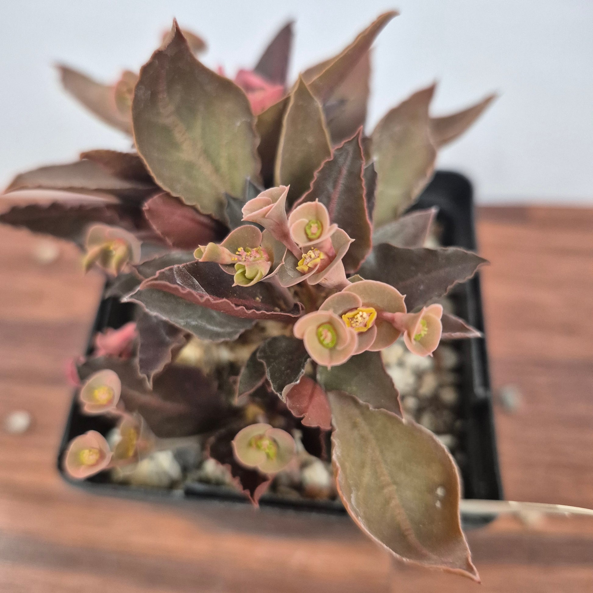 3.5 succulents Euphorbia francoisii (#3) Live Succulent in 5 Inch
