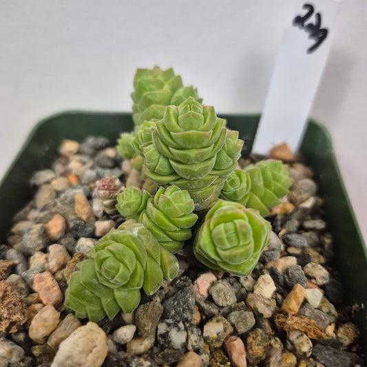 Crassula columella (#229) Live Succulent in 4 Inch - Exact Plant