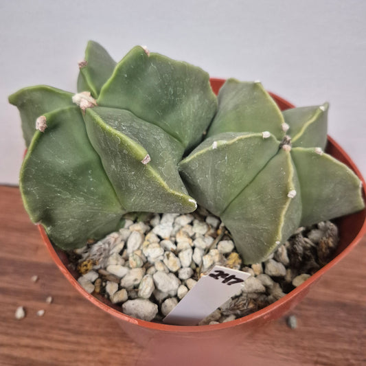 Astrophytum myriostigma kikko nudum (#247) Live Cactus in 6 Inch - Exact Plant