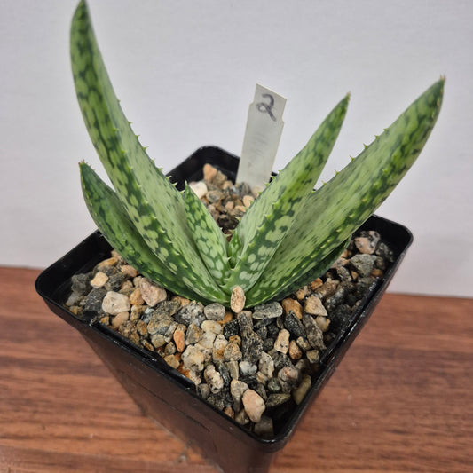 Aloe woodii (#2) Live Succulent in 4 Inch - Exact Plant