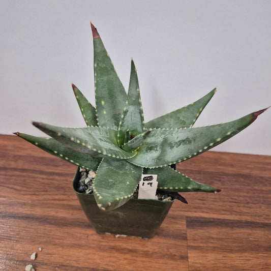 Aloe meyeri (#19) Live Succulent in 4 Inch - Exact Plant