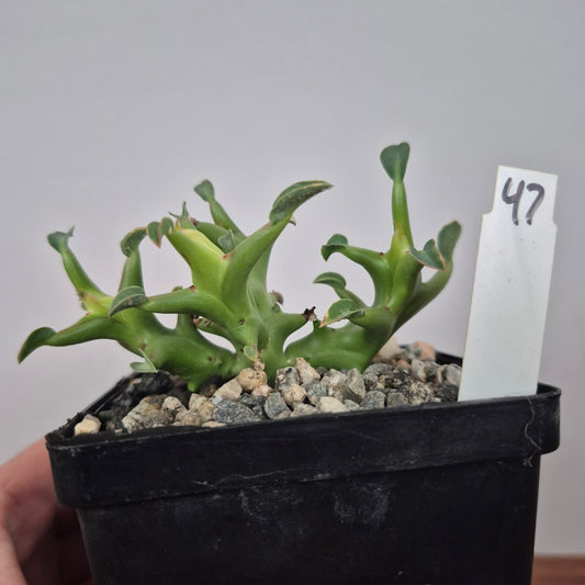 Euphorbia hamata (#47) Live Succulent in 4 Inch - Exact Plant