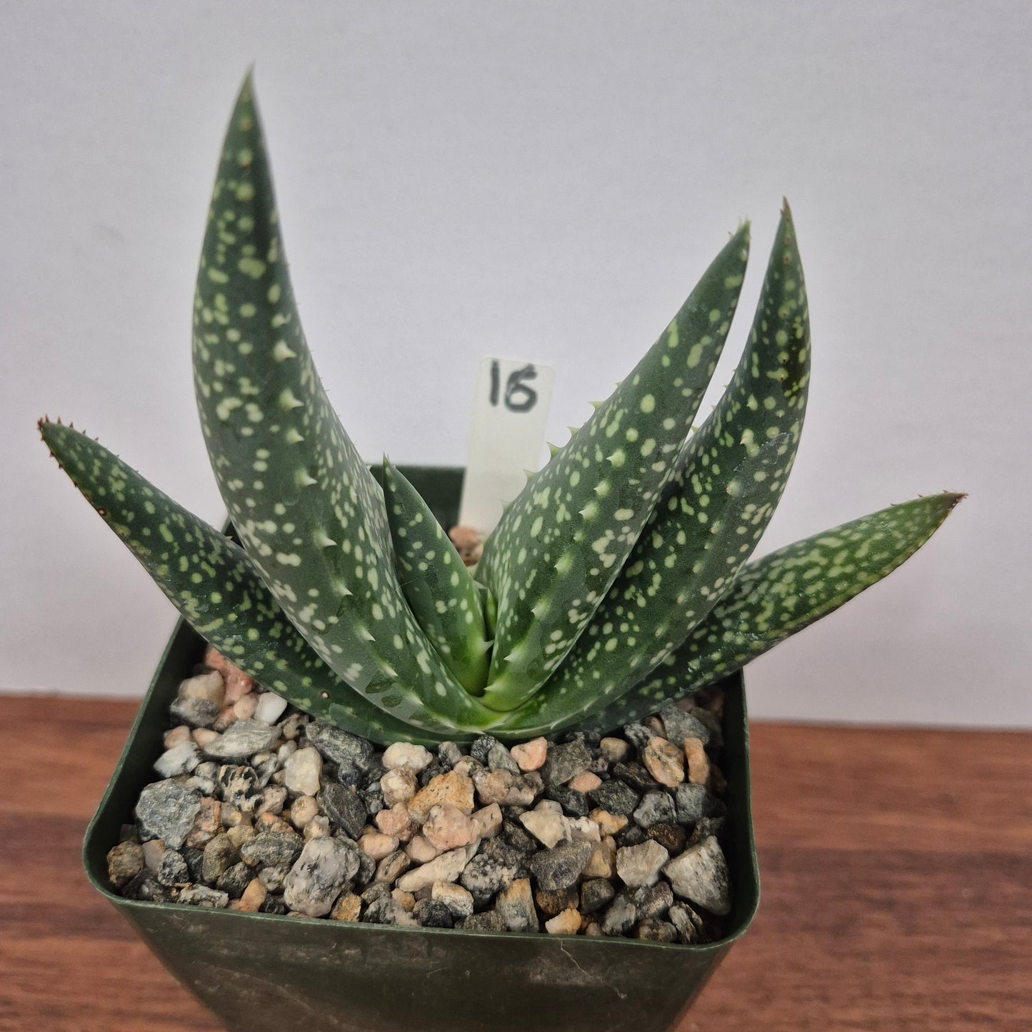 Aloe woodii (#15) Live Succulent in 4 Inch - Exact Plant