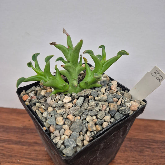 Euphorbia hamata (#32) Live Succulent in 4 Inch - Exact Plant