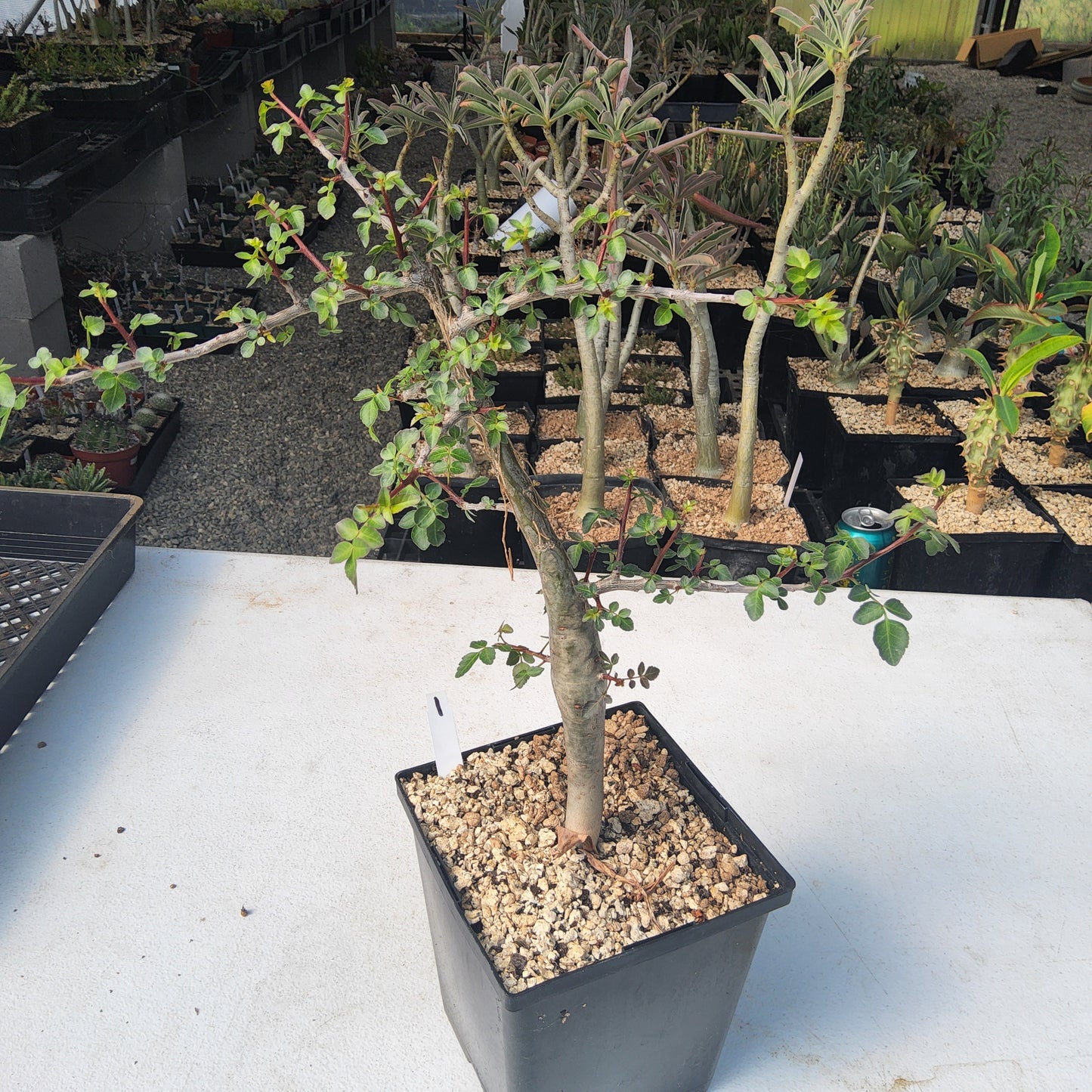 Bursera fagaroides | Elephant Tree | Mexican Caudiciform Bonsai Tree | Collector Live Succulent