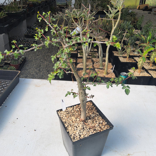 Bursera fagaroides | Elephant Tree | Mexican Caudiciform Bonsai Tree | Collector Live Succulent
