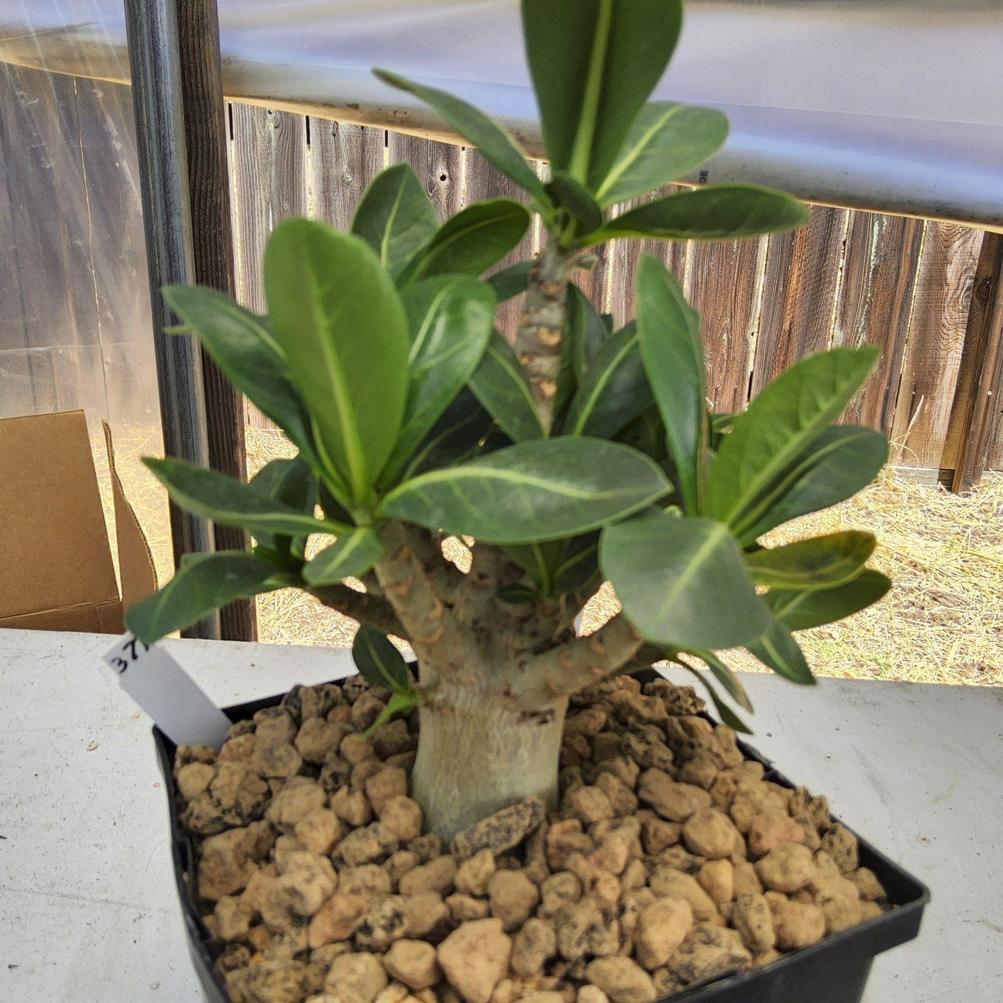 Adenium arabicum x somalense aka Desert Rose Live Succulent Growing in 1 Gallon