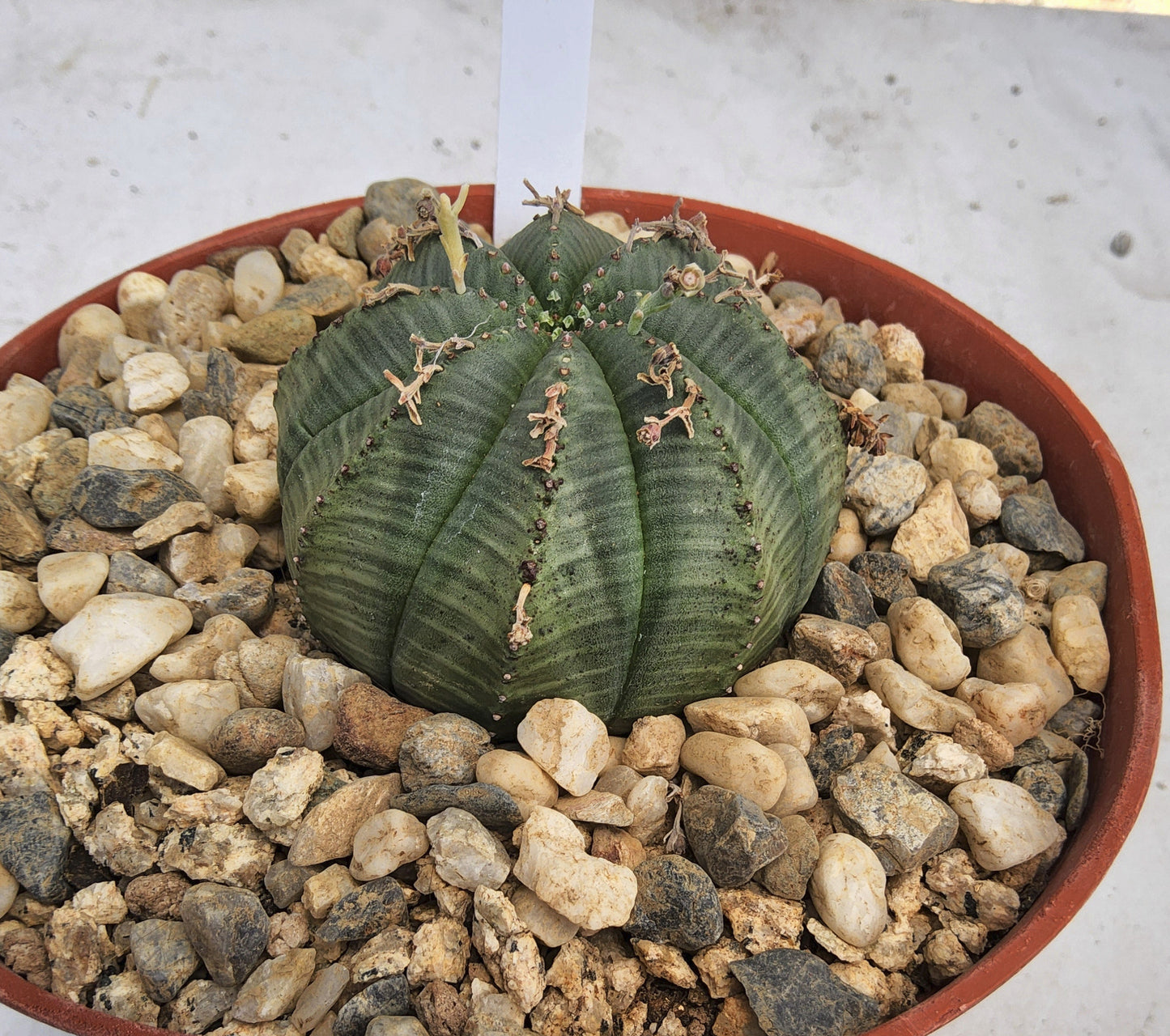 A green ribbed succulent in a terracotta-colored plastic pot filled with small white and gray pebbles, photographed from above on a light surface.
Euphorbia meloformis | Melon Spurge | South African Succulent | Collector Euphorbia in 6 Inch