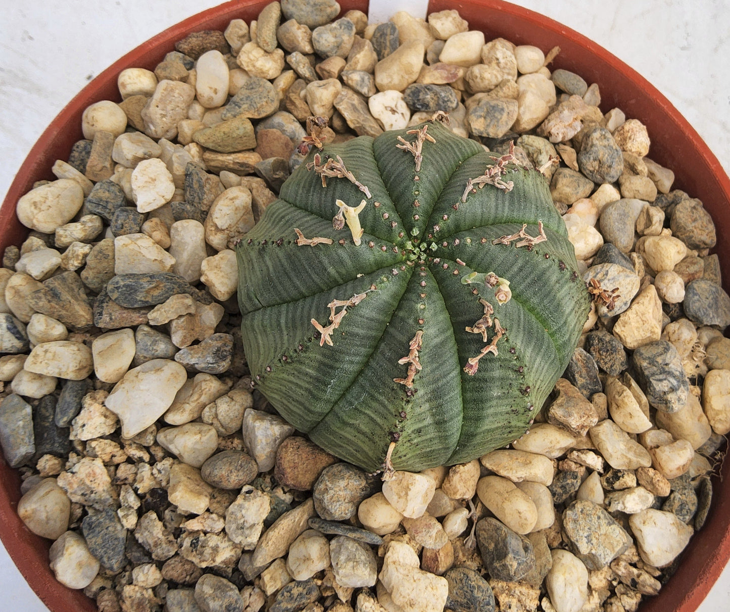 A green ribbed succulent plant in a terracotta-colored plastic pot filled with small light-colored pebbles, photographed from above on a light surface.
Euphorbia meloformis | Melon Spurge | South African Succulent | Collector Euphorbia in 6 Inch