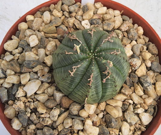 A green ribbed succulent plant in a terracotta-colored plastic pot filled with small light-colored pebbles, photographed from above on a light surface.
Euphorbia meloformis | Melon Spurge | South African Succulent | Collector Euphorbia in 6 Inch