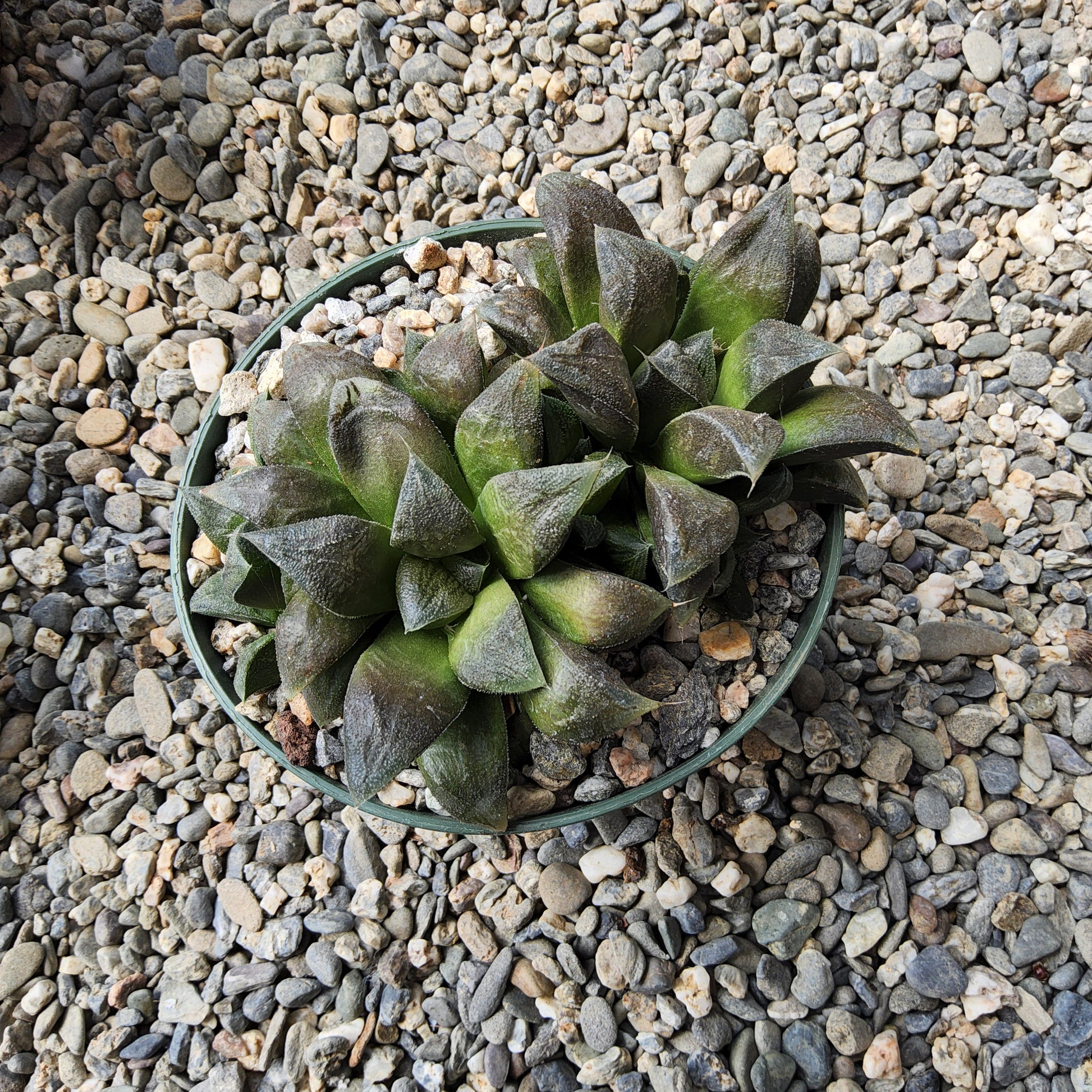 A small succulent plant with clustered pointed leaves in a thin dark pot, photographed from above on a bed of small gray and beige pebbles.
Haworthia 'Chocolate' | Chocolate Haworthia Hybrid | Collector Succulent | Compact Rosette Succulent Growing in 5 Inch