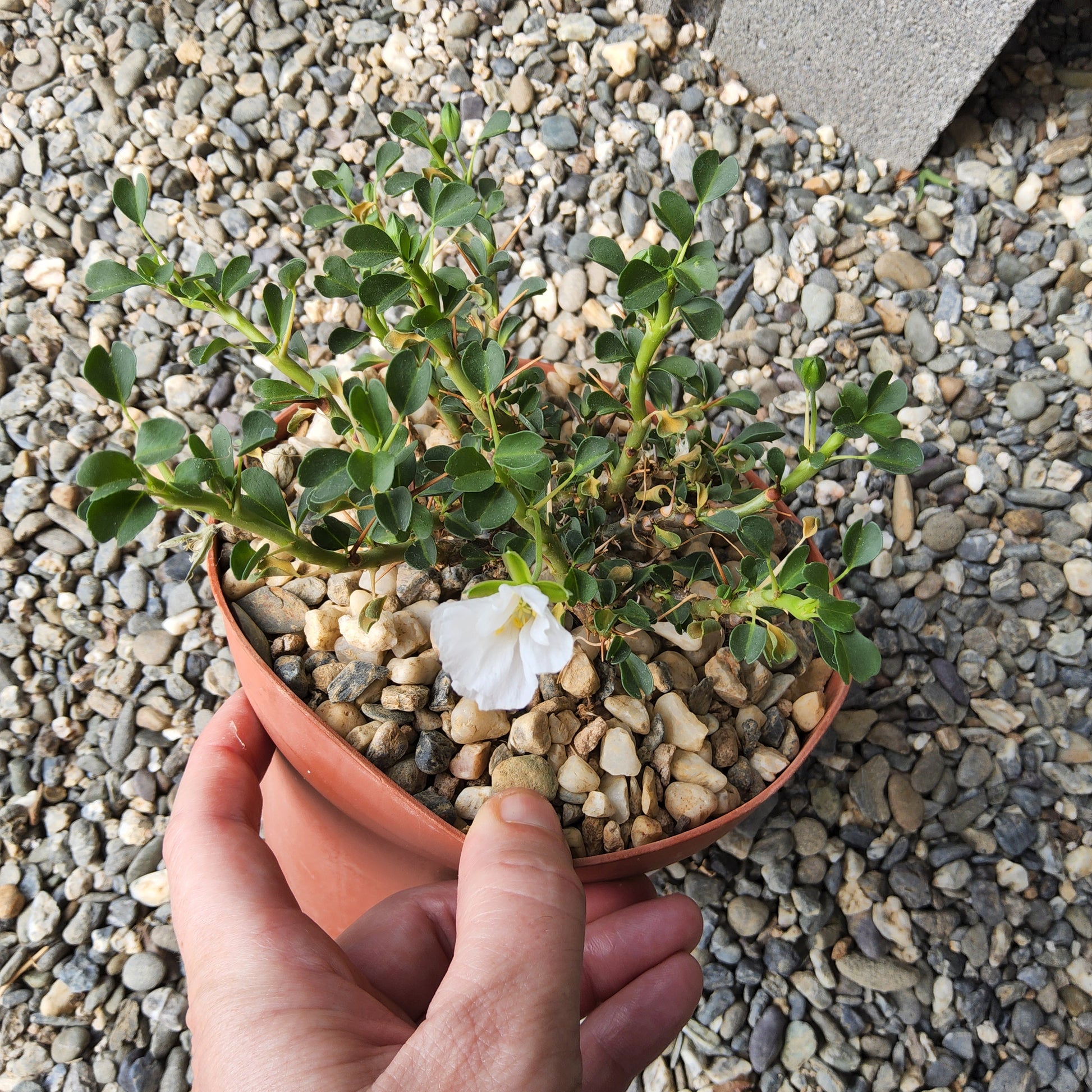 A small potted plant with green leaves and a single white flower, held by a hand over a bed of gray gravel stones. Sarcocaulon vanderietiae | Bushman's Candle | South African Caudiciform | Collector Succulent Growing in a 6"