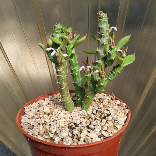 A potted Euphorbia hybrid succulent plant with green segmented stems and small pale pink flowers, growing in a terracotta-colored plastic pot filled with light-colored gravel, set against a corrugated background.
Monadenium ‘Pink Ice’ | M. ritchiei × M. rubellum Hybrid | Caudiciform Collector Succulent in 6 Inch