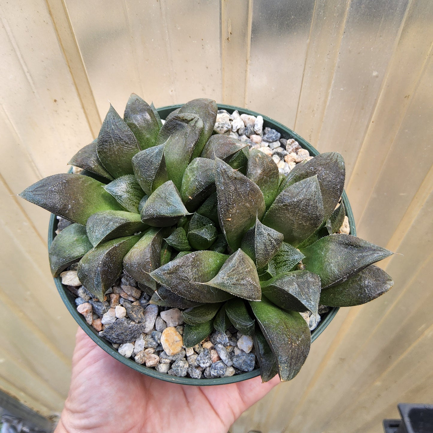 A hand holding a small potted succulent plant with dark green, pointed leaves in a green plastic pot filled with small gray and white pebbles, set against a light background.
Haworthia 'Chocolate' | Chocolate Haworthia Hybrid | Collector Succulent | Compact Rosette Succulent Growing in 5 Inch