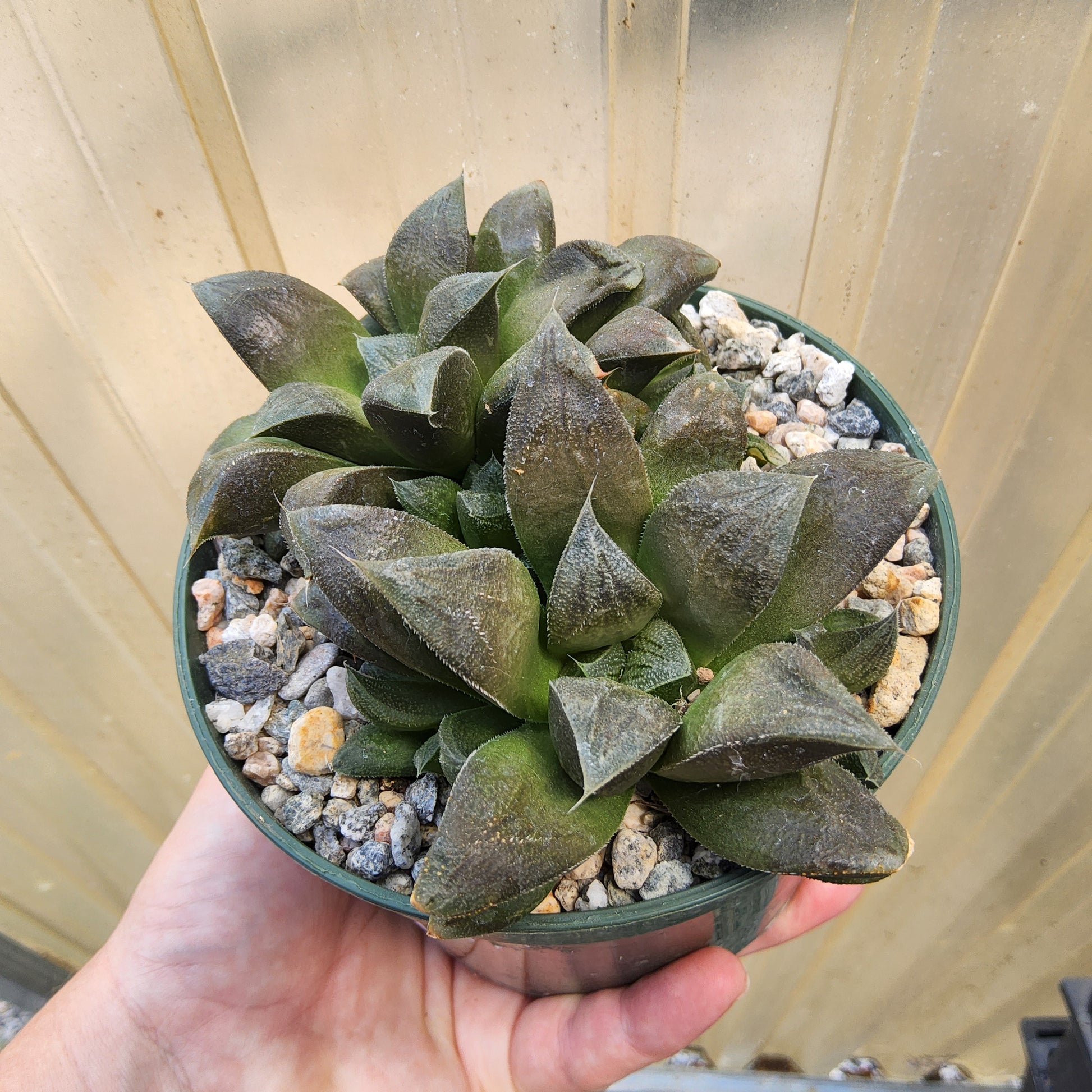 A close-up of a succulent plant in a small green plastic pot filled with white and gray gravel, held by a person's hand against a light background.
Haworthia 'Chocolate' | Chocolate Haworthia Hybrid | Collector Succulent | Compact Rosette Succulent Growing in 5 Inch