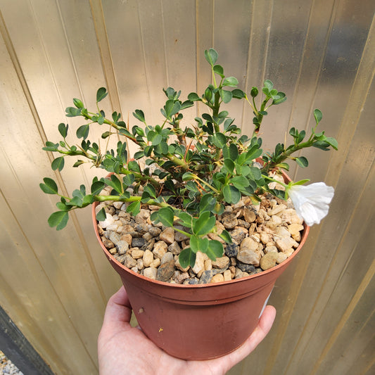 A potted green plant with small leaves and a single white flower, held in a terracotta-colored plastic pot by a person's hand against a corrugated background. Sarcocaulon vanderietiae | Bushman's Candle | South African Caudiciform | Collector Succulent Growing in a 6"