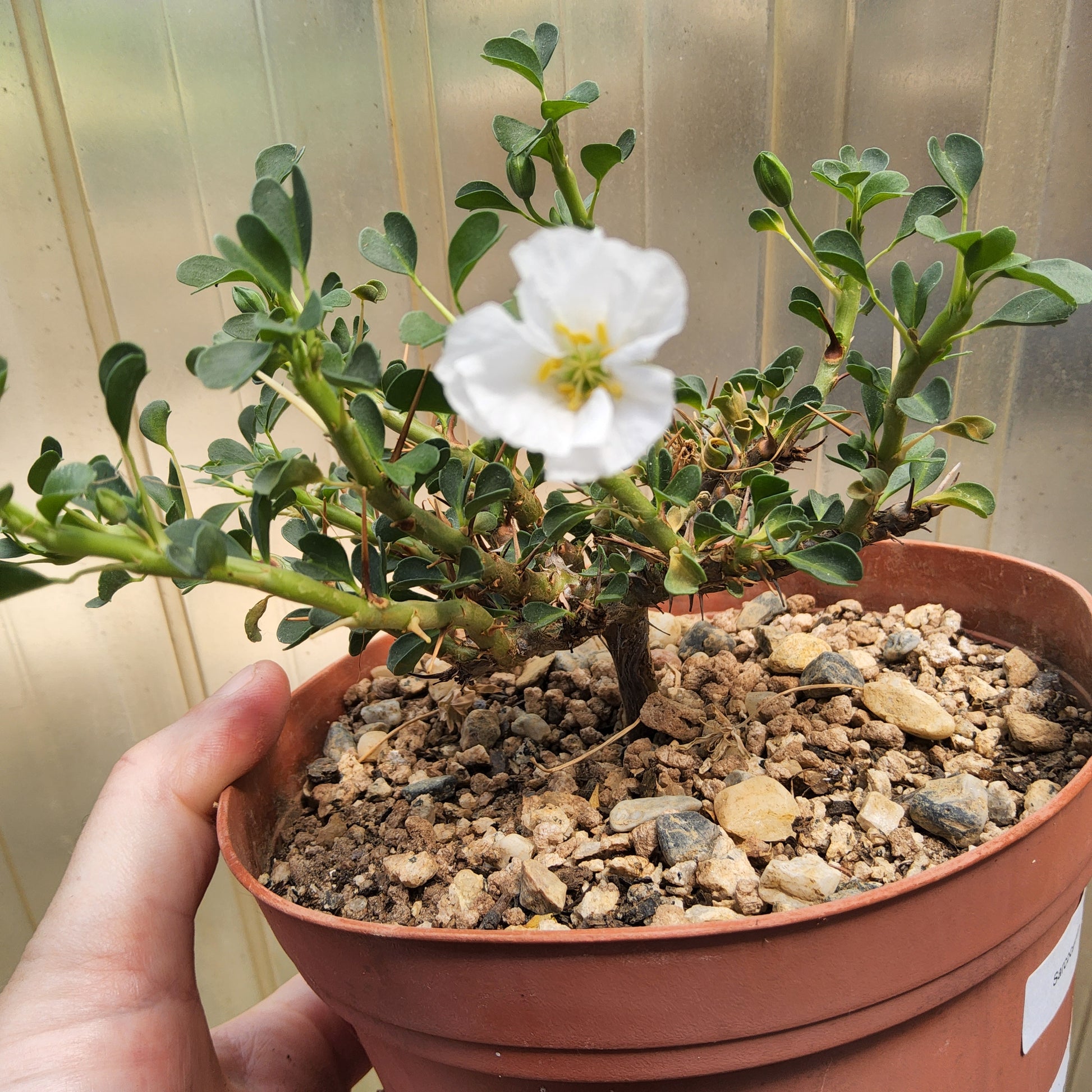 A potted plant with a single white flower being held by a hand, showing green leaves, soil, and a terracotta-colored pot against a light-colored paneled background. Sarcocaulon vanderietiae | Bushman's Candle | South African Caudiciform | Collector Succulent Growing in a 6"