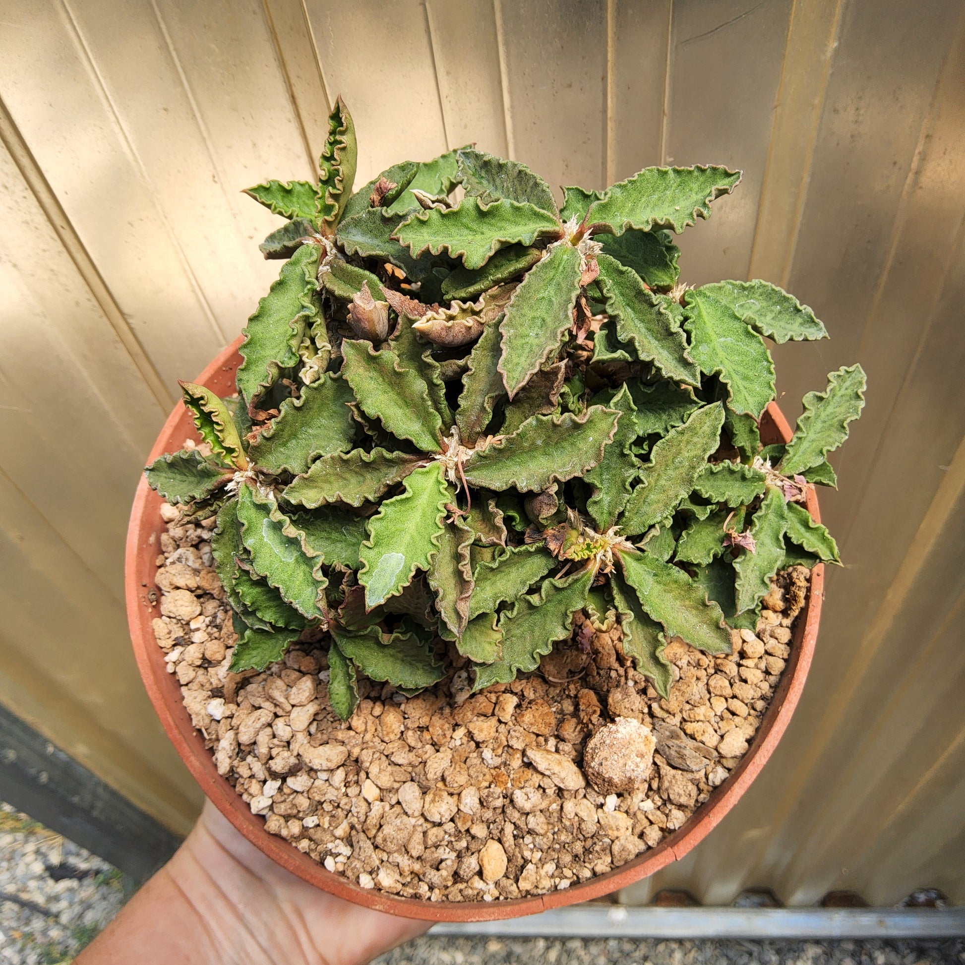 A potted succulent plant with ruffled green leaves, planted in a terracotta-colored pot filled with small pebbles, held by a hand against a corrugated background.
Monadenium ‘Pink Ice’ | M. ritchiei × M. rubellum Hybrid | Caudiciform Collector Succulent in 6 Inch