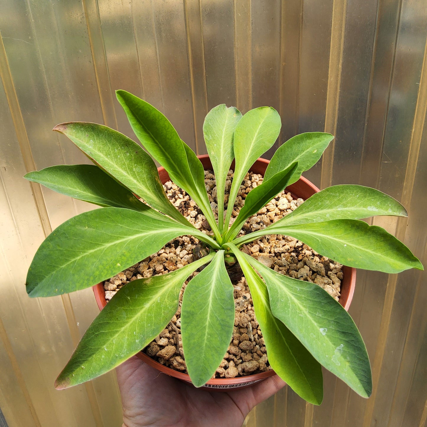 A potted green succulent plant with broad, sword-like leaves, shown from above and held by a hand against a corrugated background.
Euphorbia bupleurifolia | Pine Cone Euphorbia | South African Caudiciform | Collector Succulent in 6 Inch