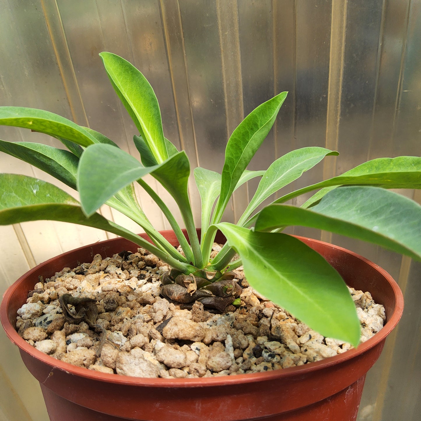A potted green plant with broad, glossy leaves growing in a reddish-brown plastic pot, photographed close up against a corrugated translucent plastic background.
Euphorbia bupleurifolia | Pine Cone Euphorbia | South African Caudiciform | Collector Succulent in 6 Inch