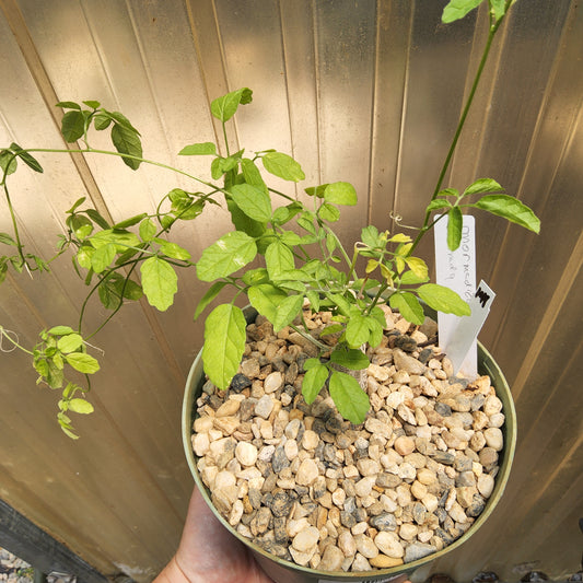 A potted green leafy plant growing in a small pot filled with light-colored pebbles, held by a hand in front of a corrugated metal wall. A small white tag is inserted in the pot. Momordica rostrata | Madagascan Caudiciform Vine | Collector Cucurbit | Caudex Succulent Growing in a 6 Inch