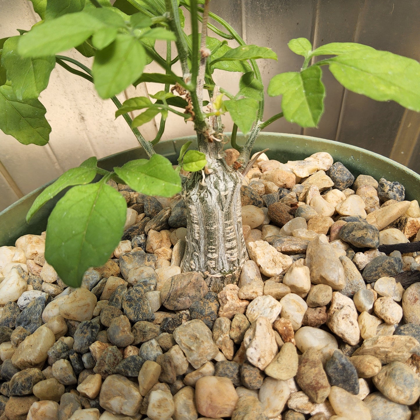 A potted live plant with green leaves and a textured gray trunk, planted in a bed of small beige, brown, and gray stones inside a green plastic pot. Momordica rostrata | Madagascan Caudiciform Vine | Collector Cucurbit | Caudex Succulent Growing in a 6 Inch