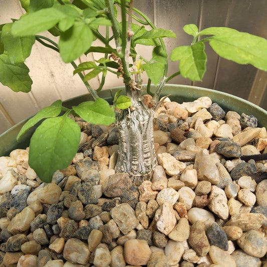 A potted live plant with green leaves and a textured gray trunk, planted in a bed of small beige, brown, and gray stones inside a green plastic pot. Momordica rostrata | Madagascan Caudiciform Vine | Collector Cucurbit | Caudex Succulent Growing in a 6 Inch
