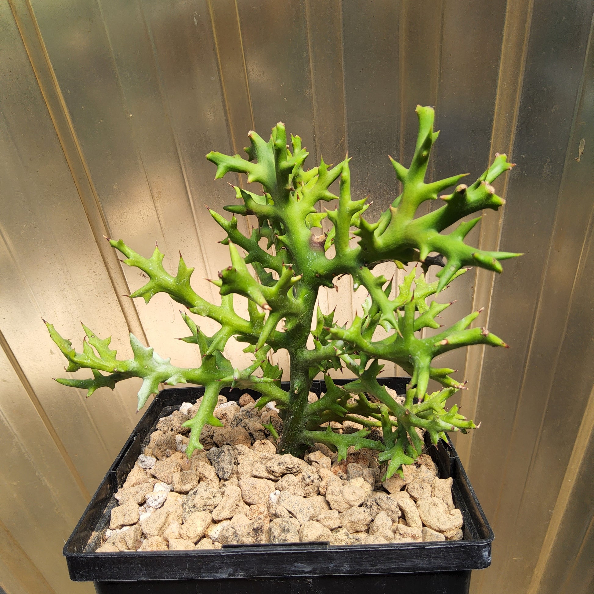 Euphorbia stenoclada | Silver Thicket Spurge | Madagascan Succulent Shrub | Collector Euphorbia in a Gallon