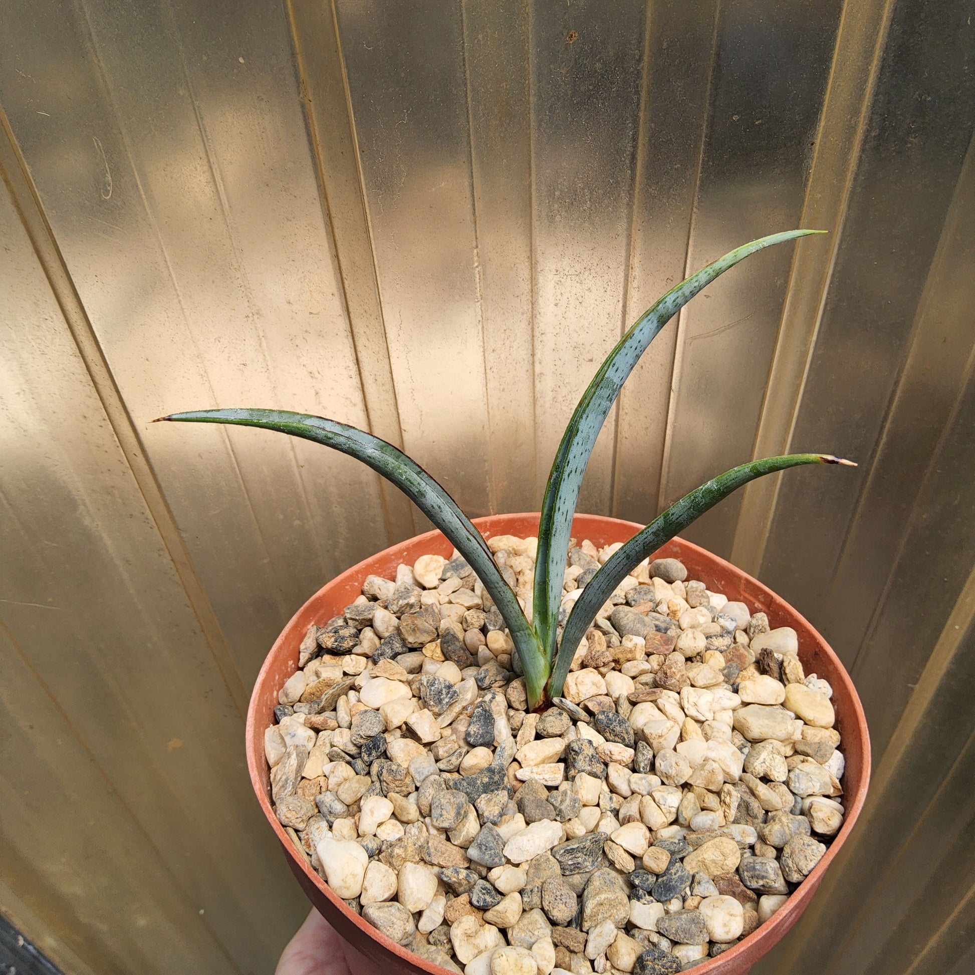 A small potted succulent plant with long green leaves growing in a terracotta-colored pot filled with small light-colored pebbles, held against a background. Yucca endlichiana | Endlich's Yucca | Miniature Texas Yucca | Collector Succulent Growing in 6 Inch