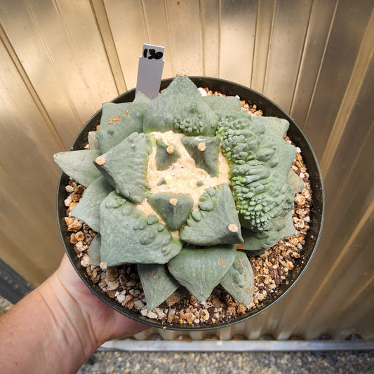 Ariocarpus retusus 'Cauliflower' | Monstrose Collector Cactus | Mexican Living Rock | Unique Cactus Growing in 5 Inch