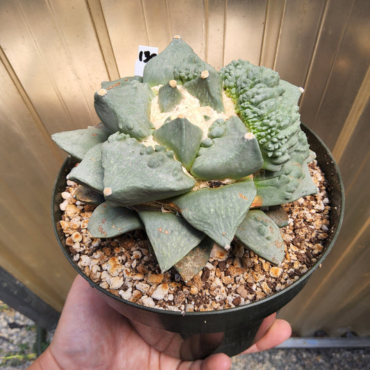 Ariocarpus retusus 'Cauliflower' | Monstrose Collector Cactus | Mexican Living Rock | Unique Cactus Growing in 5 Inch