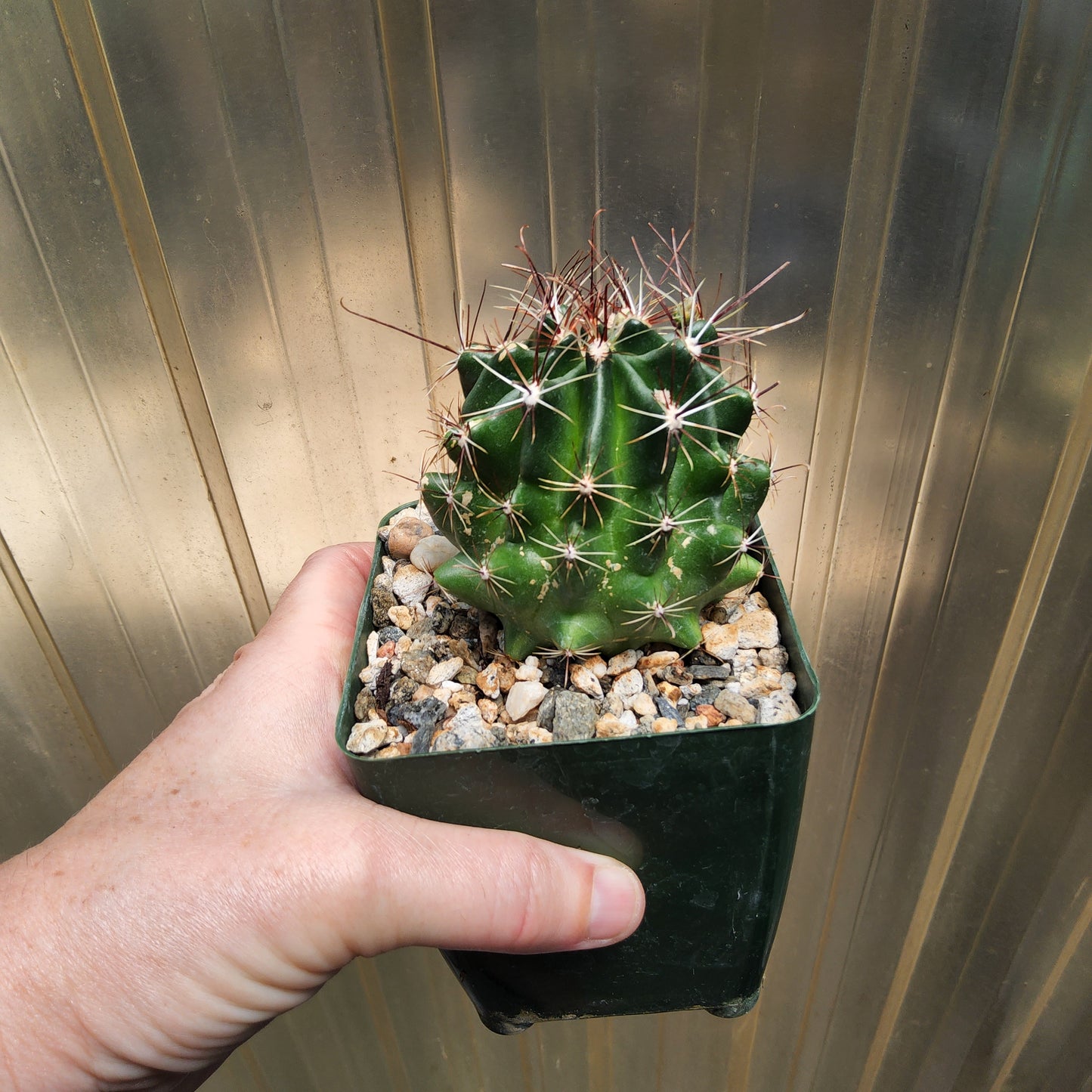 Thelocactus setispinus | Syn. Hamatocactus setispinus | Yellow Flowering Mexican Cactus | Collector Cactus Growing in 4 Inch (Copy)
