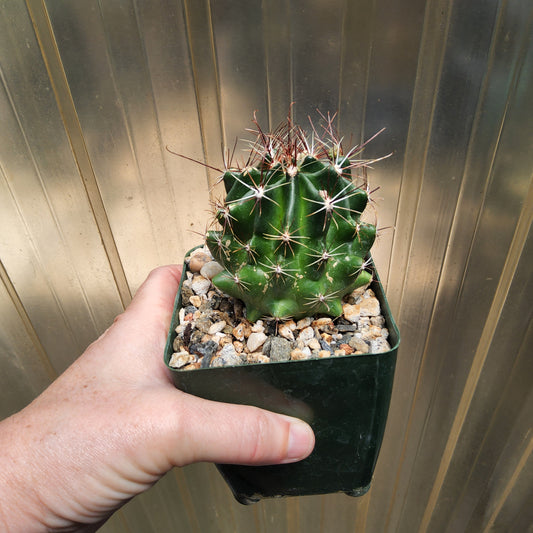 Thelocactus setispinus | Syn. Hamatocactus setispinus | Yellow Flowering Mexican Cactus | Collector Cactus Growing in 4 Inch (Copy)