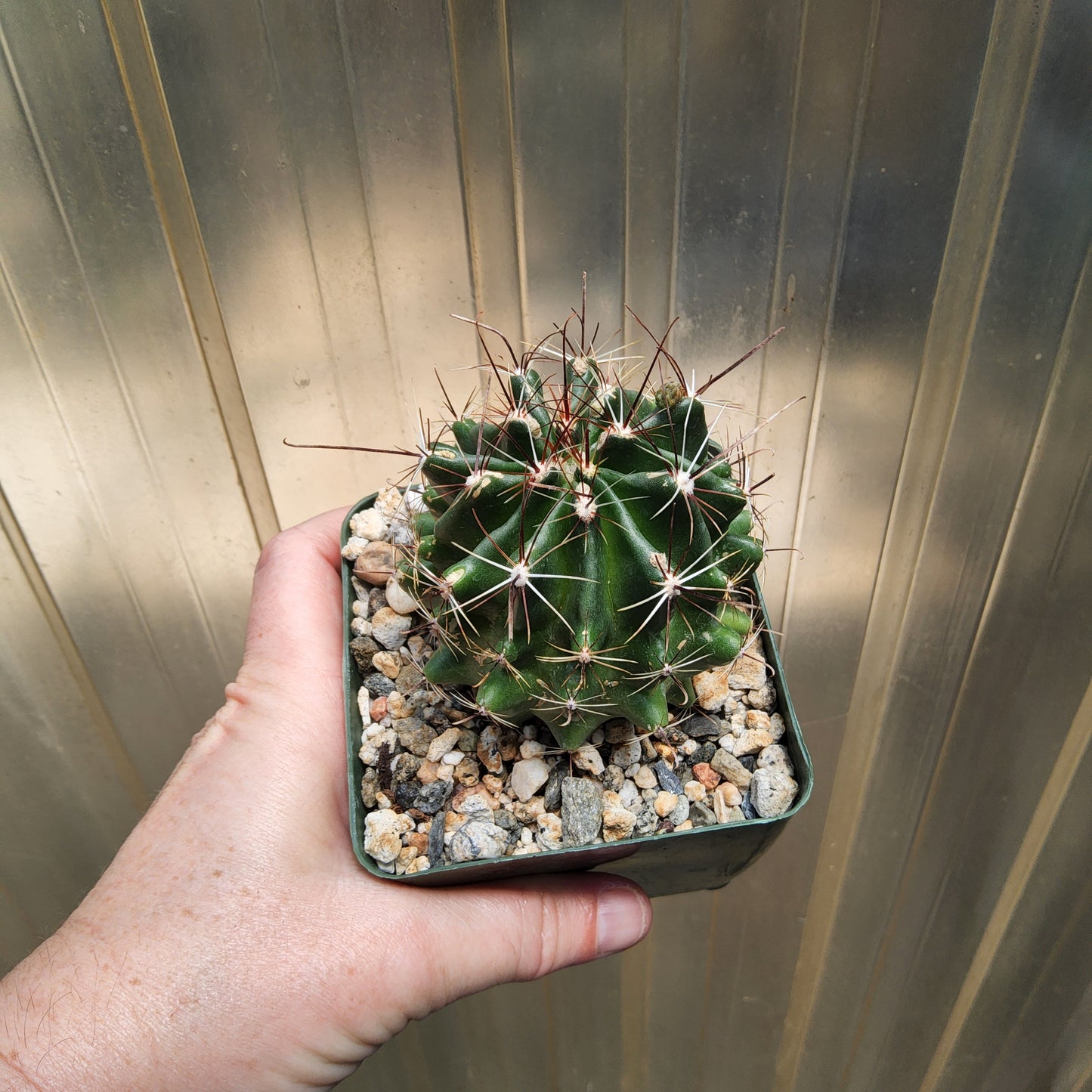 Thelocactus setispinus | Syn. Hamatocactus setispinus | Yellow Flowering Mexican Cactus | Collector Cactus Growing in 4 Inch (Copy)