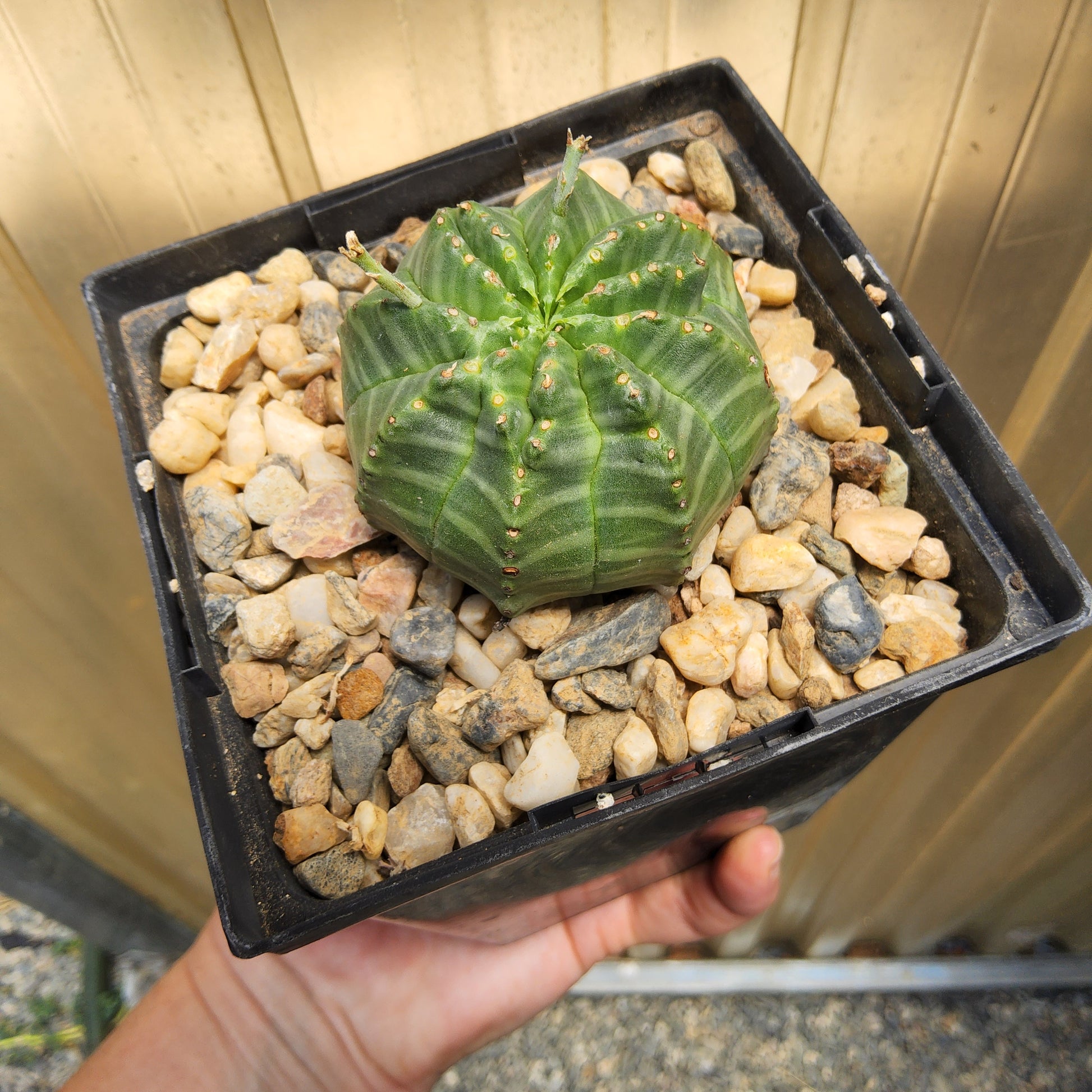 A green ribbed cactus in a black square nursery tray filled with small tan and gray stones, held by a person's hand against a light wood background. Euphorbia meloformis | Melon Spurge | South African Succulent | Collector Euphorbia in 5 Inch
