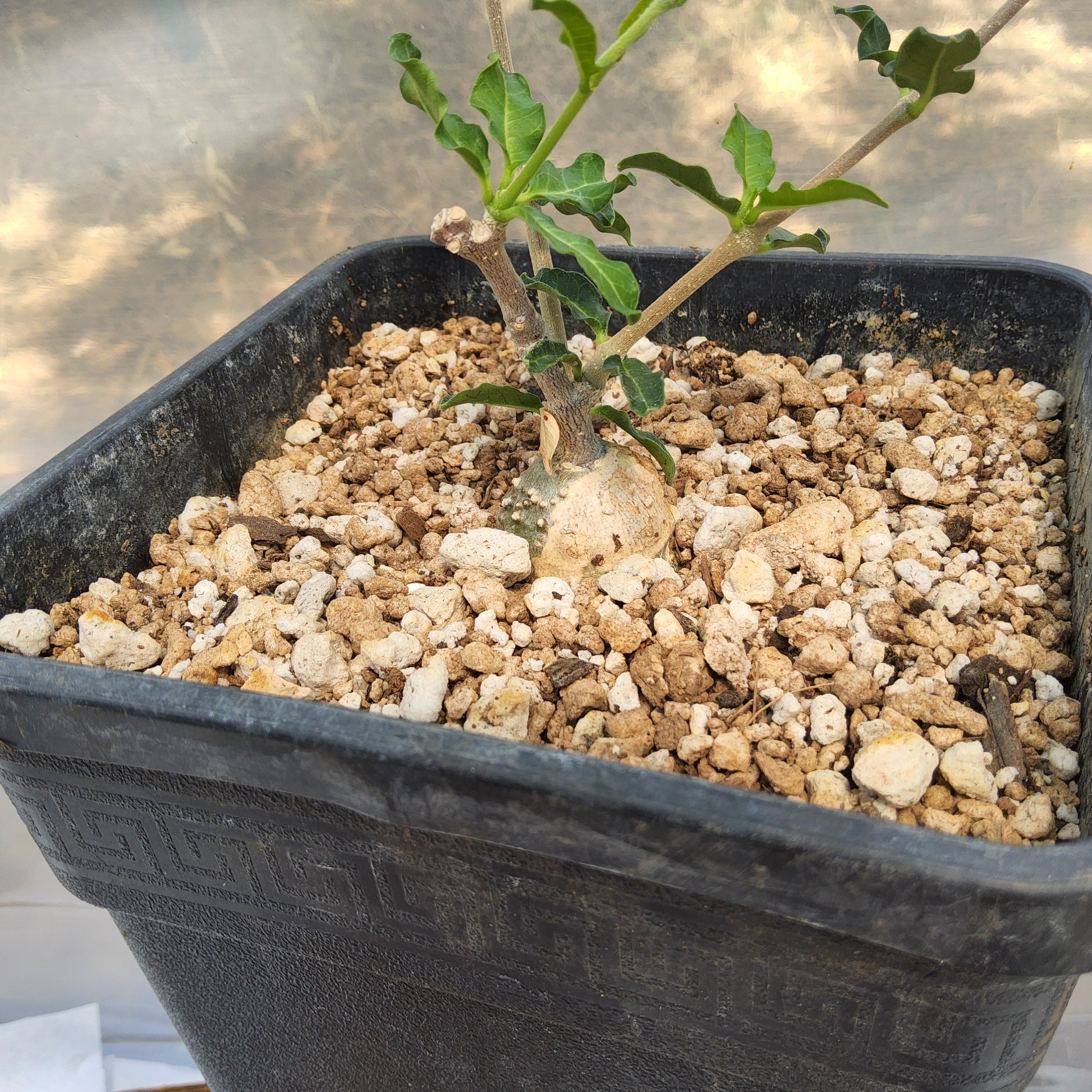 A small potted plant with green leaves and a brown stem growing in a black plastic nursery pot filled with a crumbly soil mix, photographed outdoors on a light surface. Fockea edulis | Hottentot Bread Vine | South African Caudiciform | Collector Succulent in a Gallon