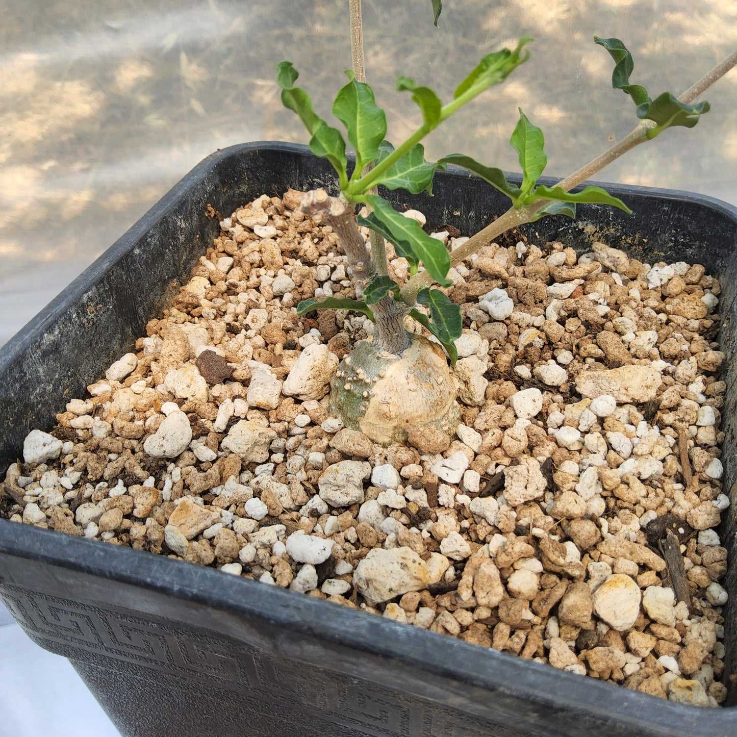 A potted succulent plant with green leaves and a thick brown stem, growing in a black plastic nursery pot filled with white perlite and soil, photographed from above. Fockea edulis | Hottentot Bread Vine | South African Caudiciform | Collector Succulent in a Gallon
