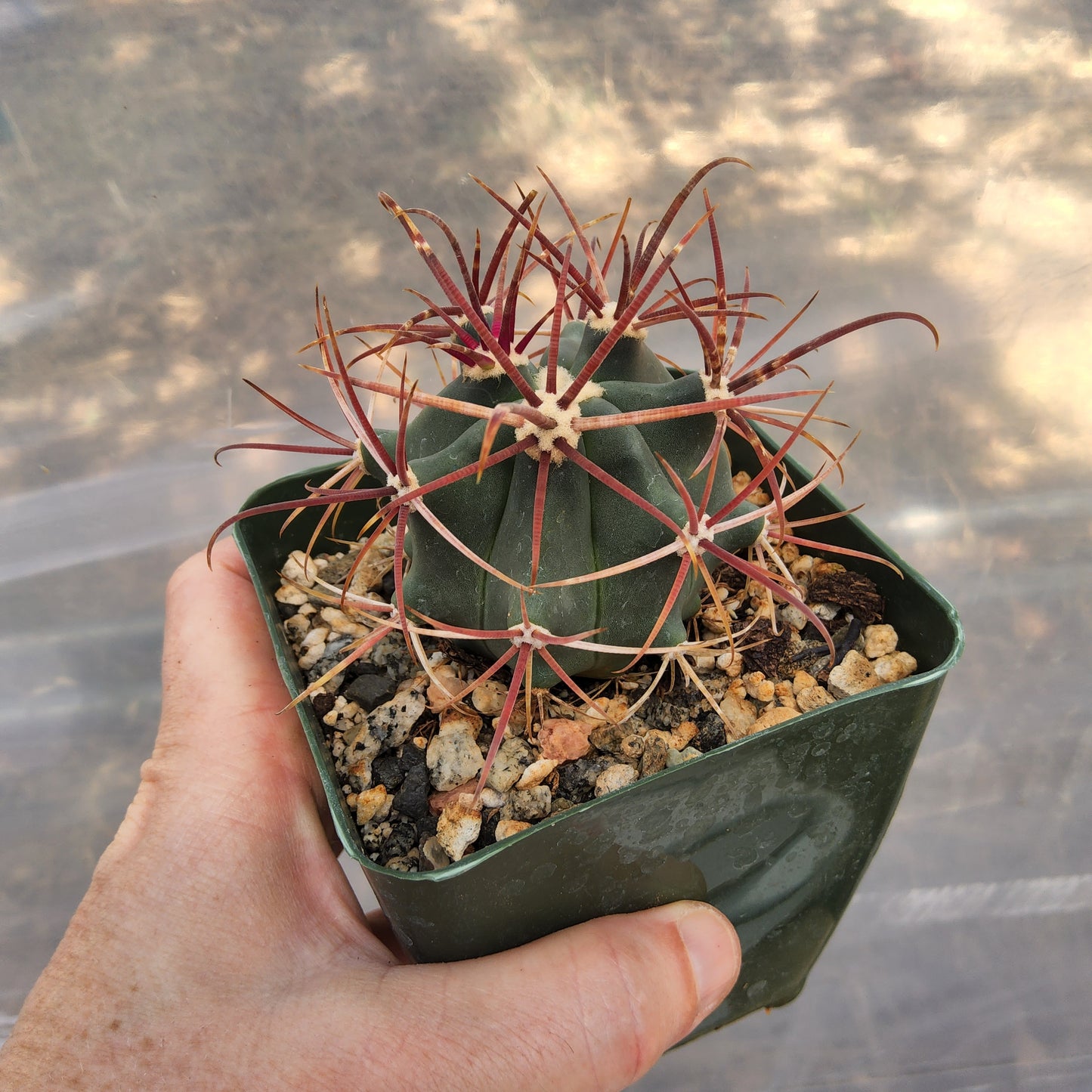 A small cactus in a dark green plastic nursery pot filled with cactus soil and decorative stones, held by a person's hand against a blurred outdoor background. Ferocactus gracilis | Fire Barrel Cactus | Baja California Endemic | Collector Cactus Growing in 4 Inch
