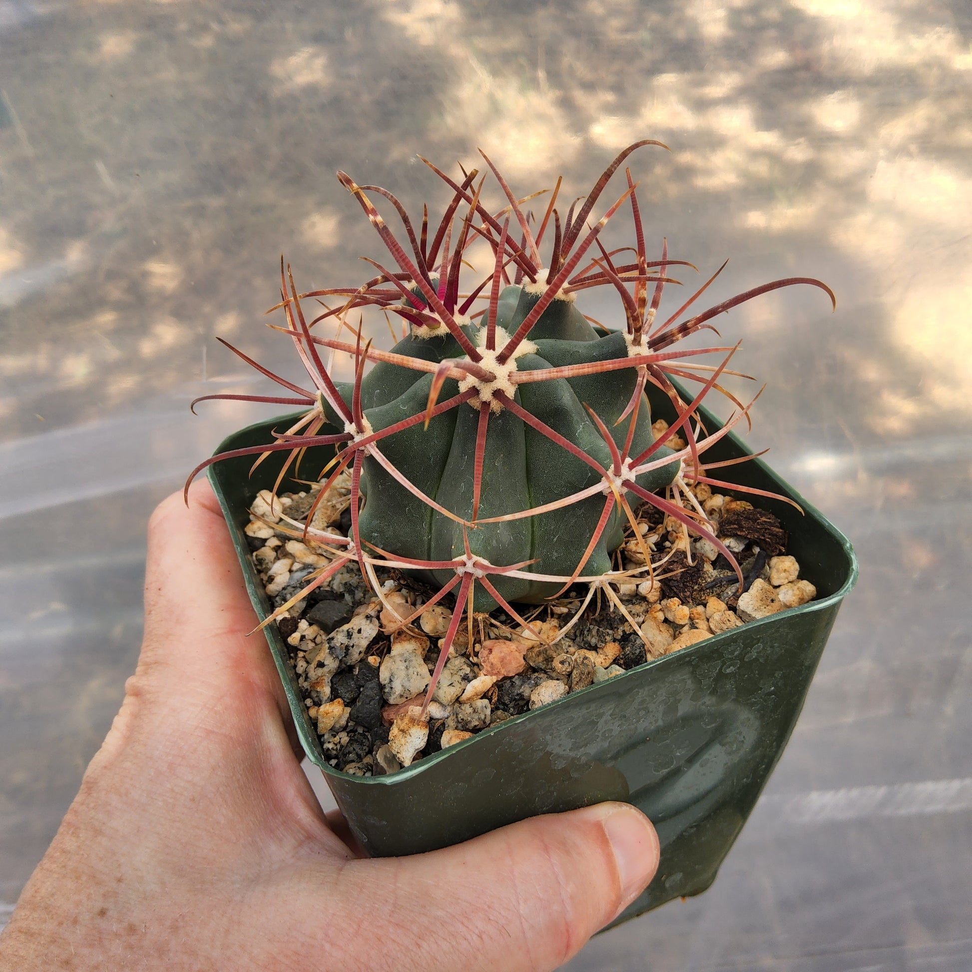 A small cactus in a dark green plastic nursery pot filled with cactus soil and decorative stones, held by a person's hand against a blurred outdoor background. Ferocactus gracilis | Fire Barrel Cactus | Baja California Endemic | Collector Cactus Growing in 4 Inch