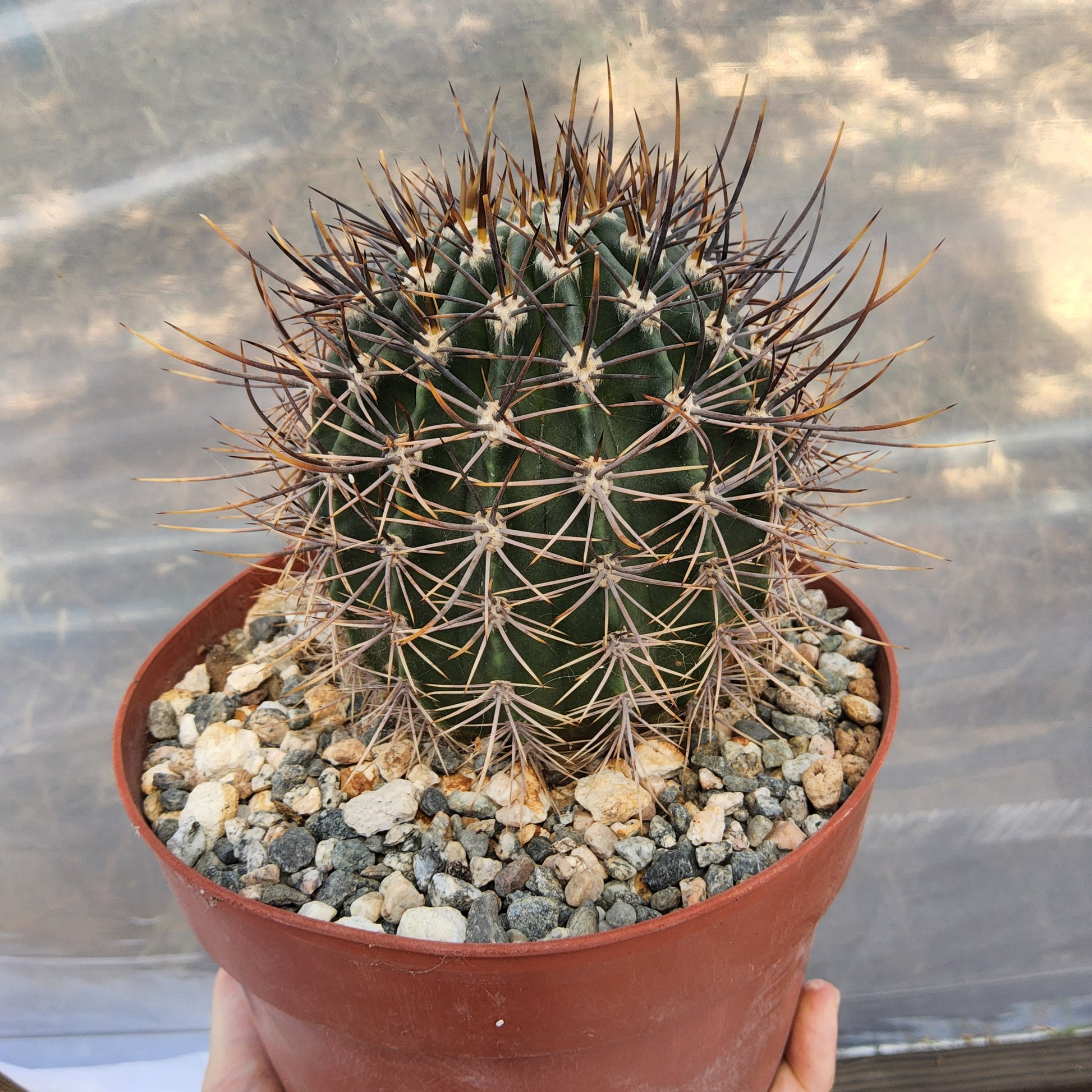 Echinopsis melanopotamica | Argentine Flowering Cactus | Collector Echinopsis | Premium Cactus in 6 Inch Live Cactus (Copy)