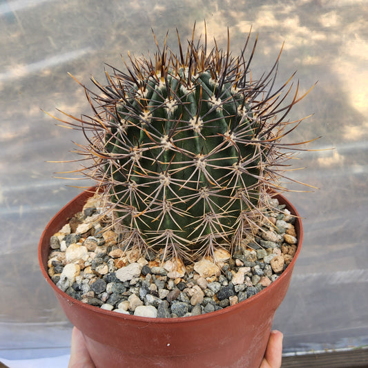 Echinopsis melanopotamica | Argentine Flowering Cactus | Collector Echinopsis | Premium Cactus in 6 Inch Live Cactus (Copy)