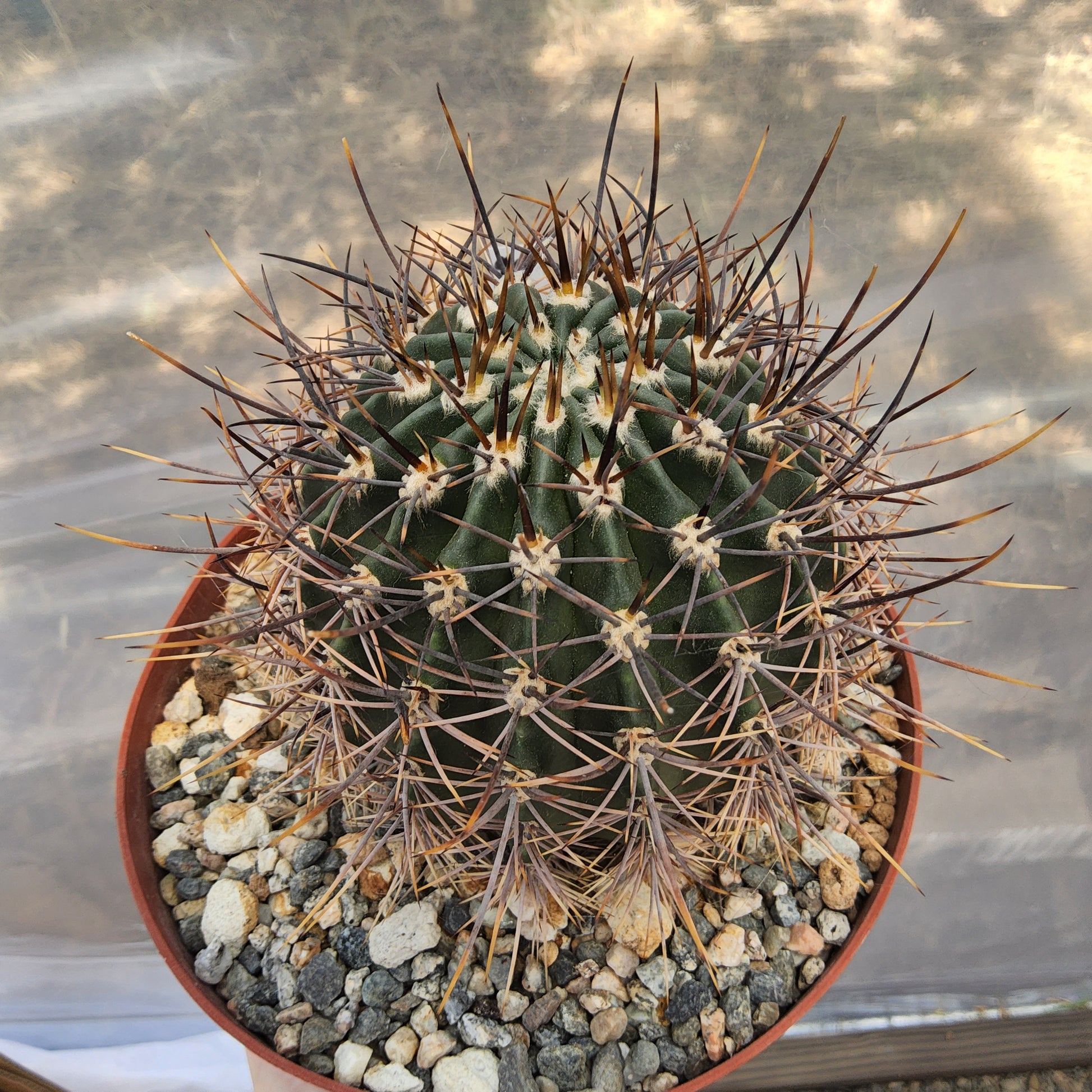 Echinopsis melanopotamica | Argentine Flowering Cactus | Collector Echinopsis | Premium Cactus in 6 Inch Live Cactus (Copy)