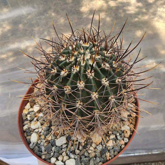 Echinopsis melanopotamica | Argentine Flowering Cactus | Collector Echinopsis | Premium Cactus in 6 Inch Live Cactus (Copy)
