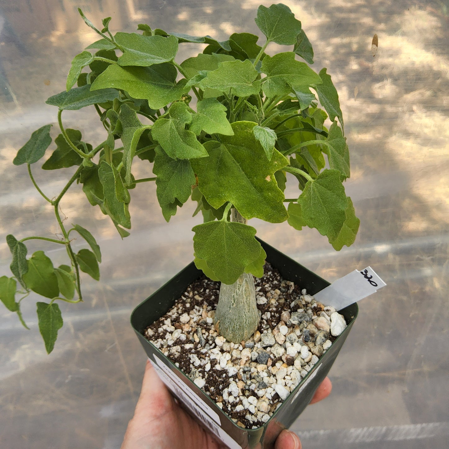Zygosicyos pubescens | Madagascan Caudiciform Vine | Collector Cucurbit | Caudex Succulent Growing in a 4 Inch