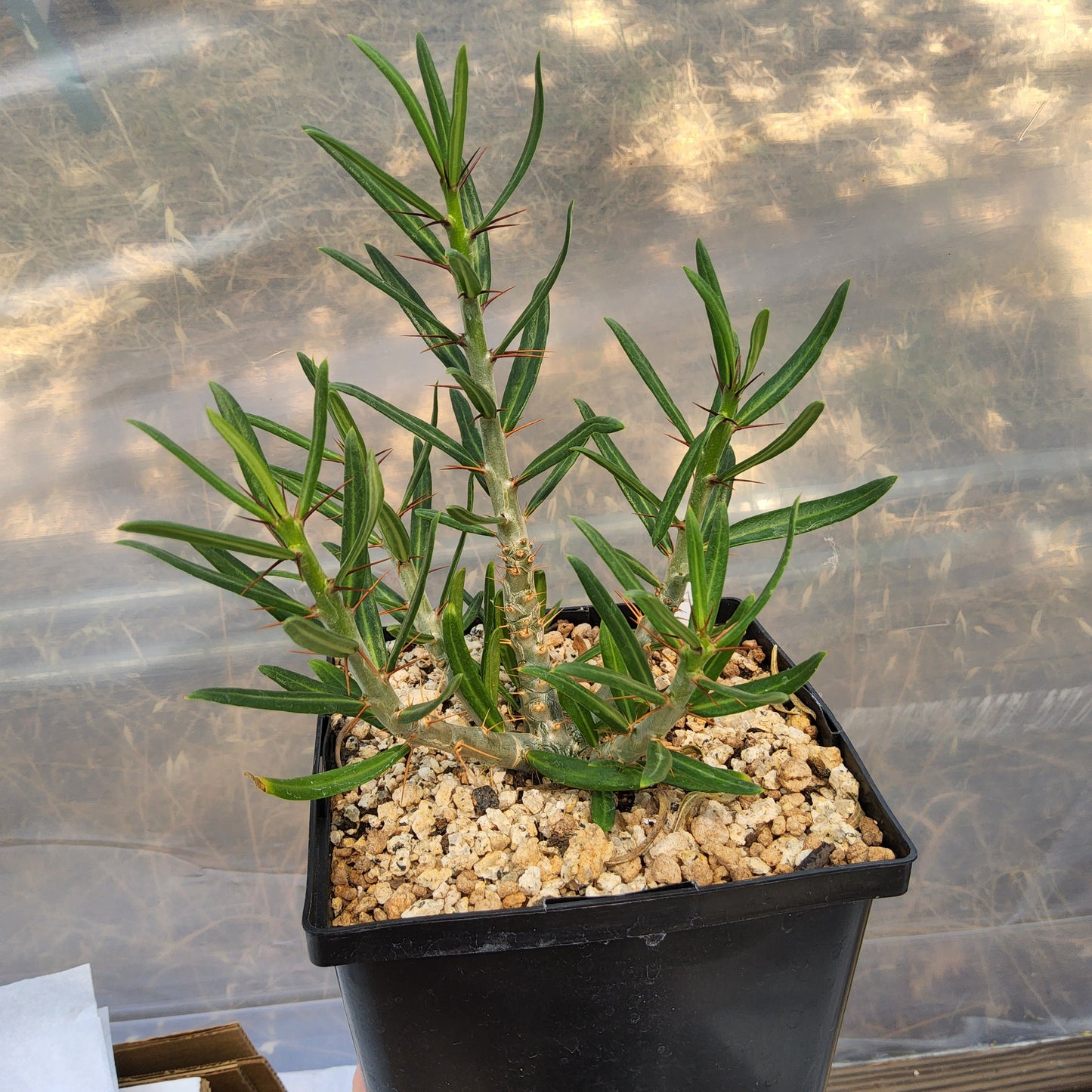 A green thorny plant in a black plastic nursery pot filled with light tan gravel, photographed from above. Pachypodium succulentum × bispinosum | Caudiciform Pachypodium Hybrid | South African Collector Succulent Growing in a Gallon