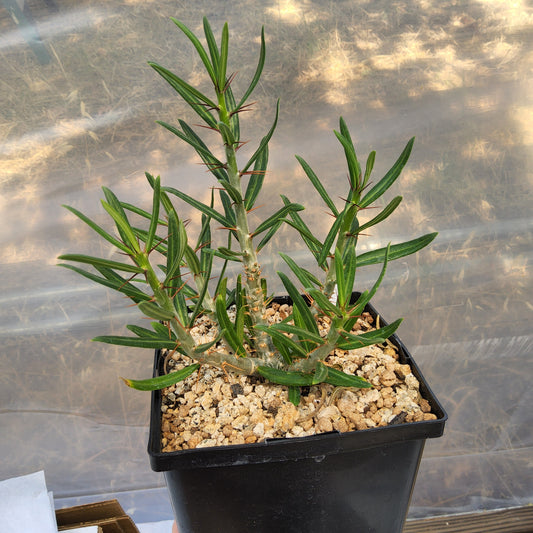 A green thorny plant in a black plastic nursery pot filled with light tan gravel, photographed from above. Pachypodium succulentum × bispinosum | Caudiciform Pachypodium Hybrid | South African Collector Succulent Growing in a Gallon