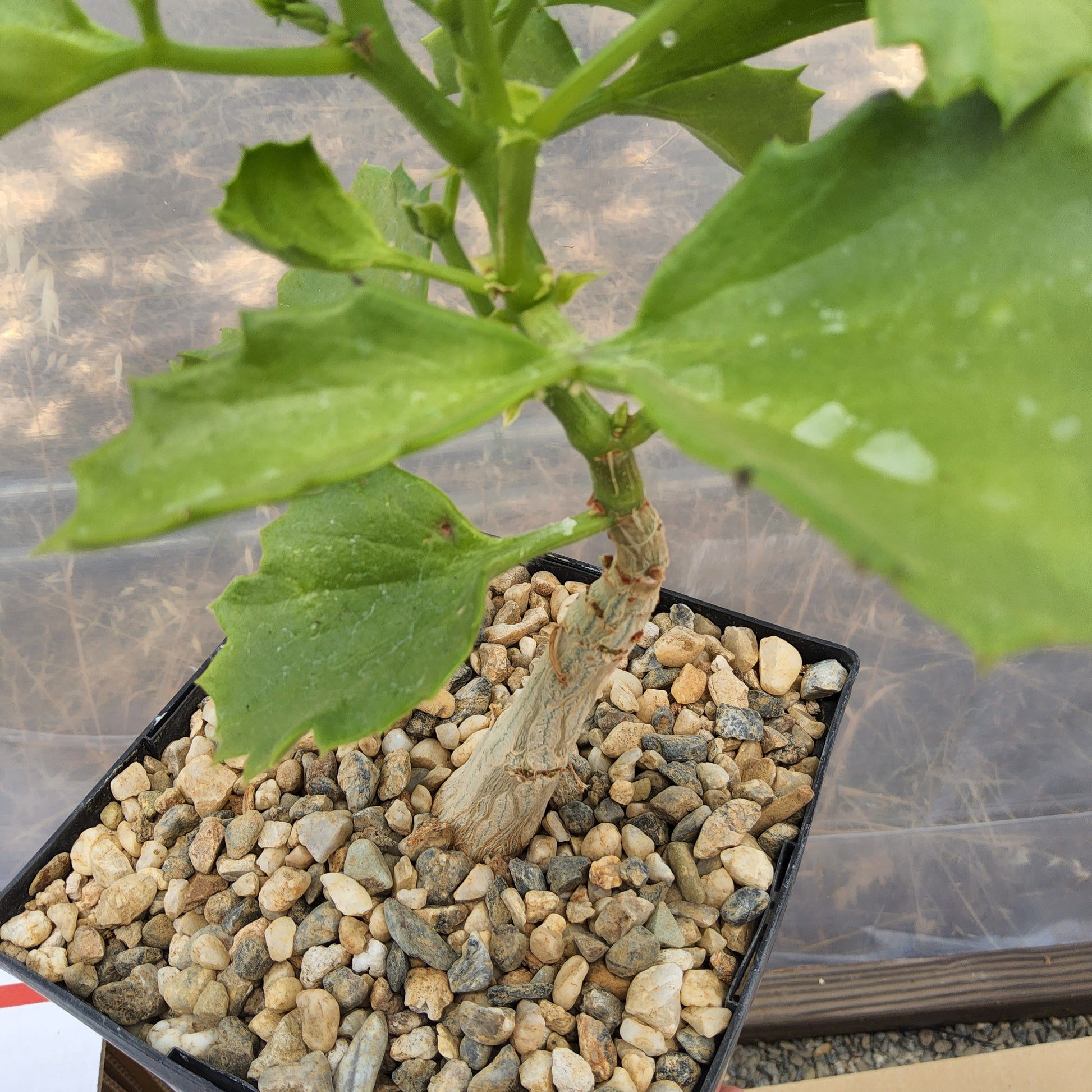 A close-up of a green leafy plant growing in a black plastic tray filled with small beige and gray pebbles, photographed from above. Cyphostemma cirrhosum | South African Caudiciform | Collector Succulent | Pachycaul Plant Growing in a Gallon
